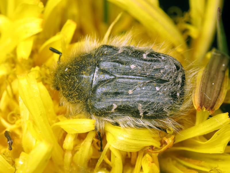 Tropinota hirta (Poda, 1761)